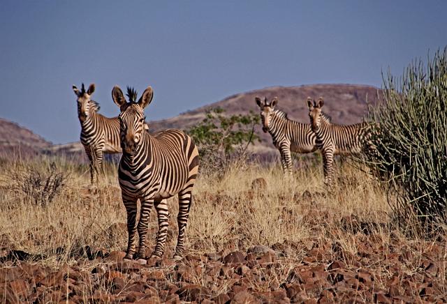 177 Damaraland, etendenka mountain camp, zeldzame hartmanns bergzebra.JPG